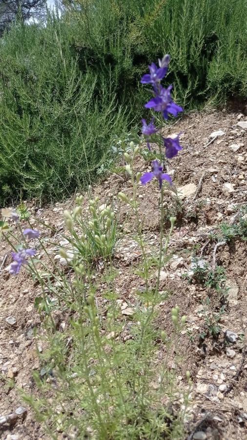 Les Cigales Panzió Villelaure Kültér fotó